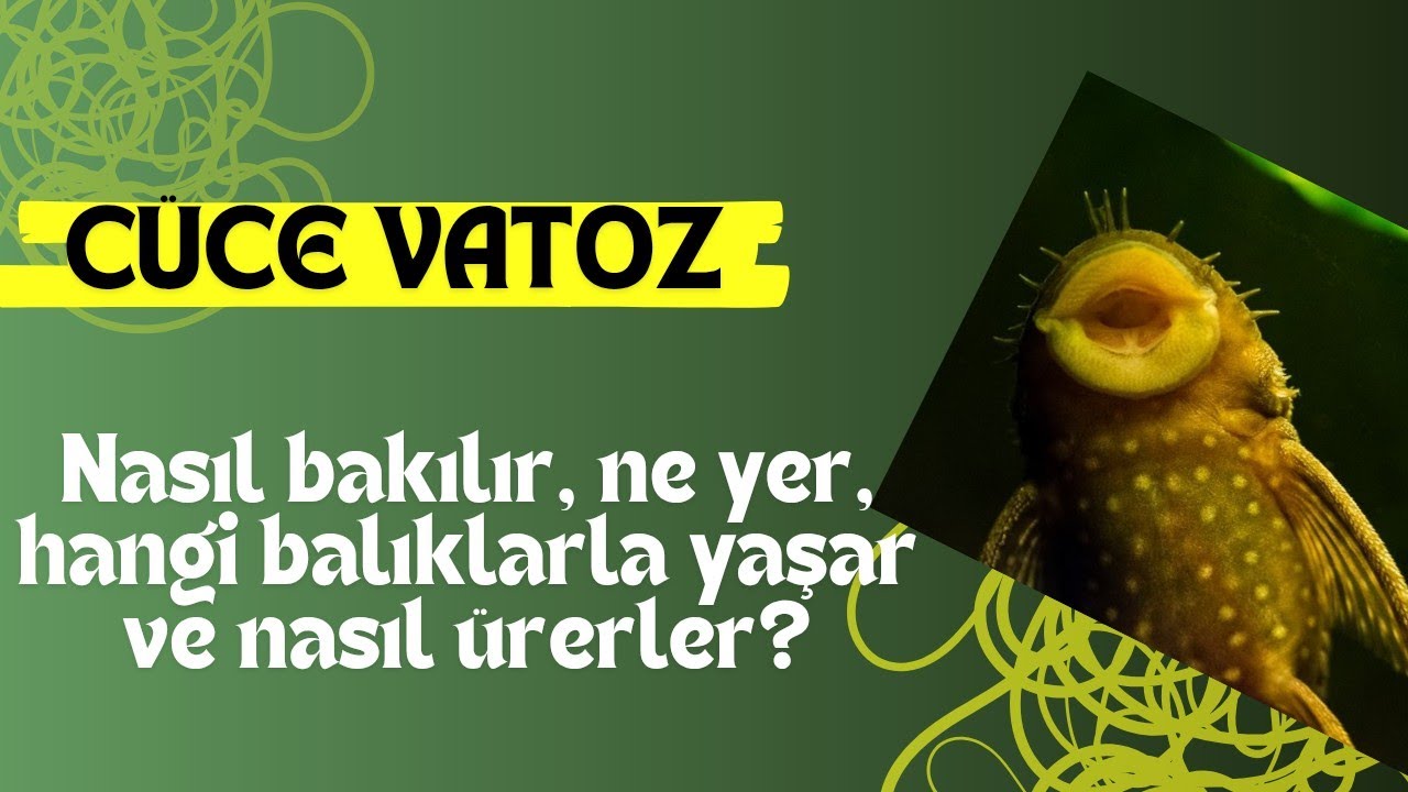 C&uuml;ce Vatoz Bakımı ve &Uuml;retimi | Hangi Akvaryumda, Hangi Yemle, Hangi T&uuml;rlerle?