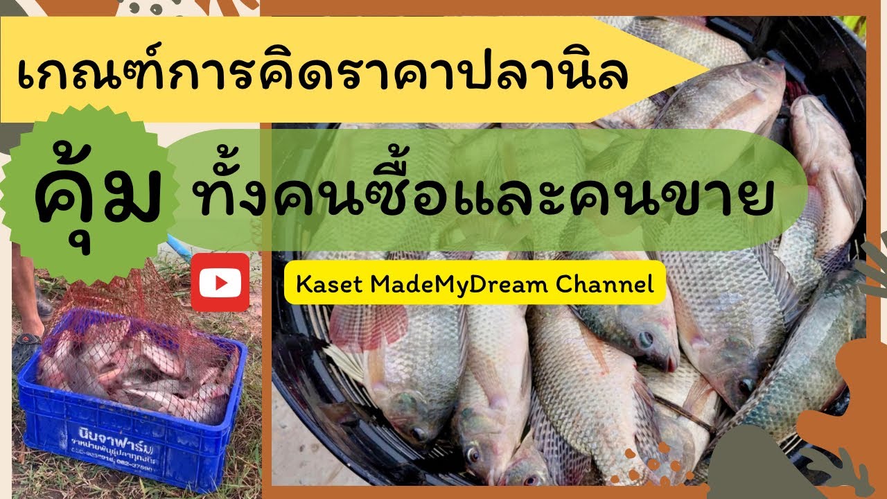 ขายเหมาปลานิลยังไงให้คุ้มทั้งผู้ขายและผู้ซื้อกับเกณฑ์การตั้งราคา #ปลานิล #เกษตรผสมผสาน #เลี้ยงปลานิล