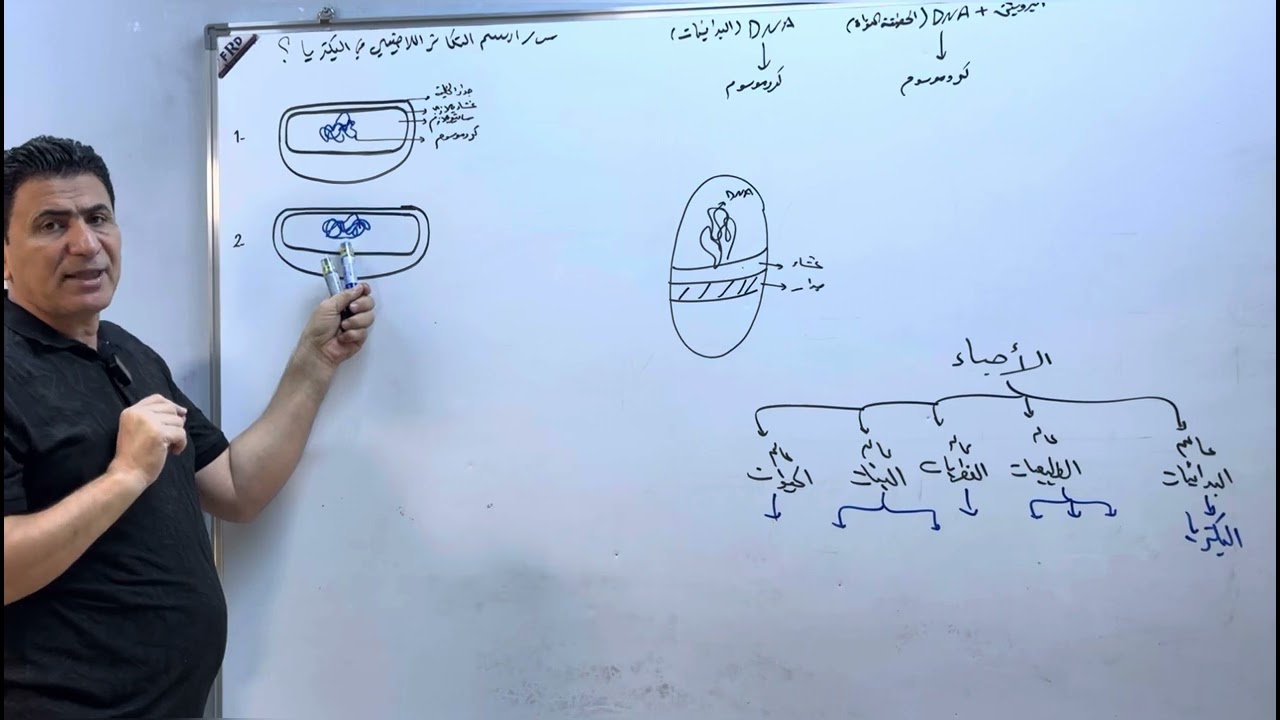الفصل الثالث /التكاثر /المحاضرة الرابعة /الدورة الإلكترونية الخاصة/2025 التكاثر في البدائيات