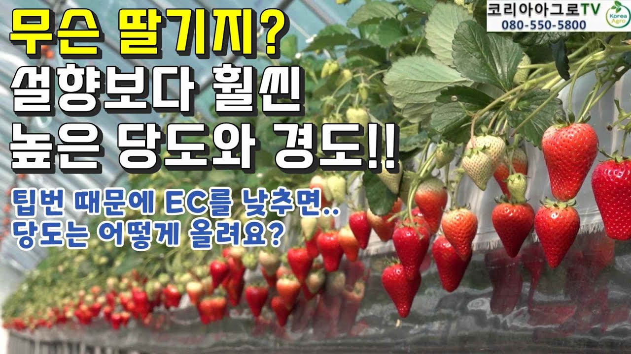 무슨 딸기지? 설향보다 훨씬 높은 당도와 경도