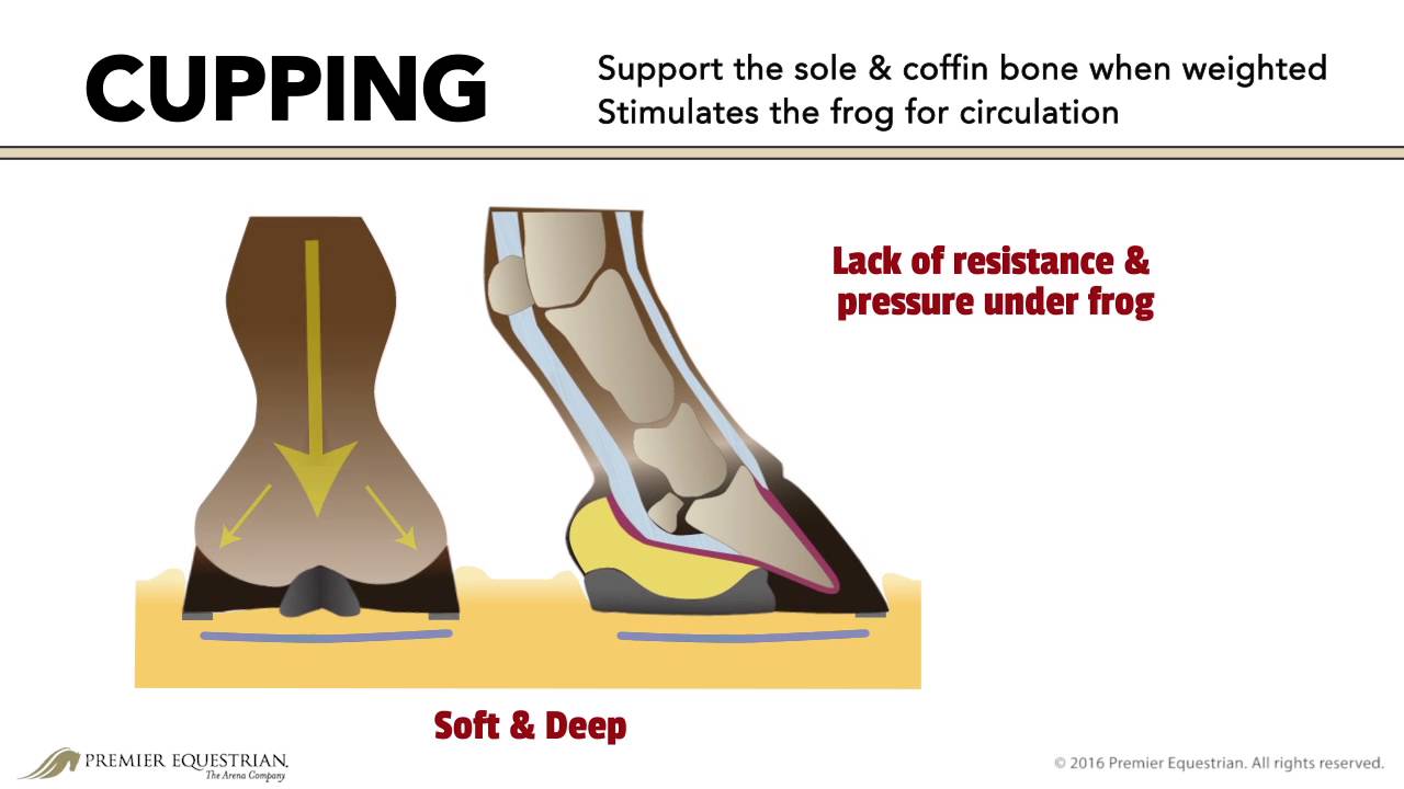 Riding Arena Footing and and Horse Biomechanics | Premier Equestrian