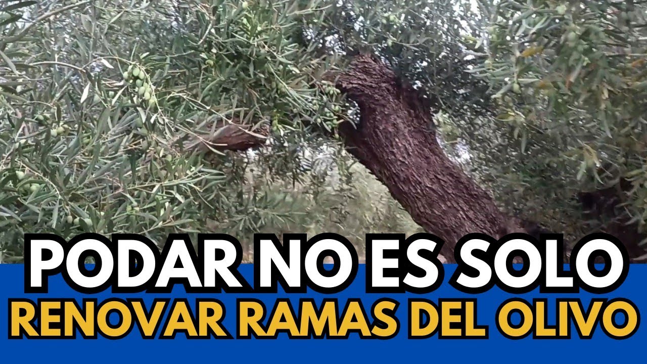 🟥 Mira Vídeo Antes de Renovar Rama de Olivo