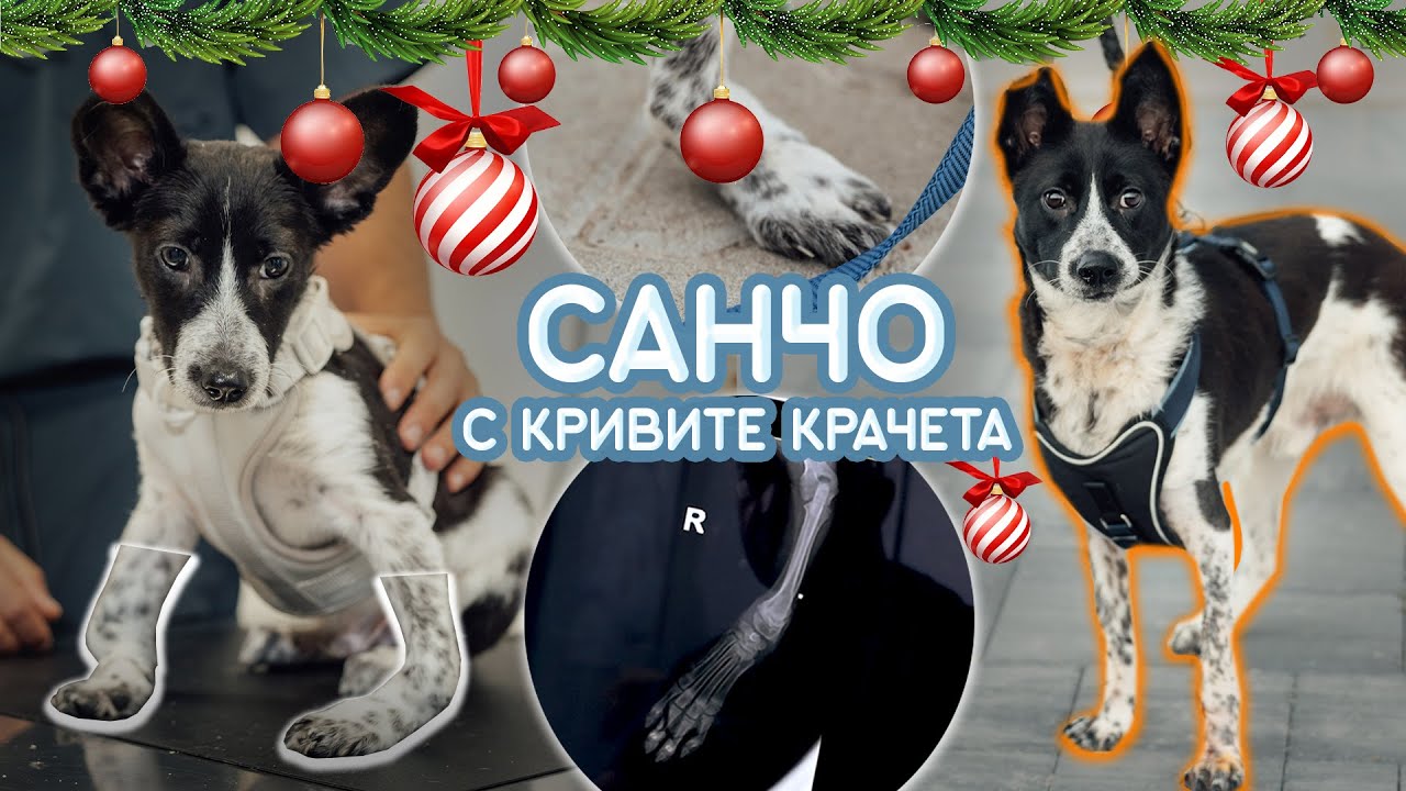 Добрини по Коледа - кутрето Санчо с кривите крачета #dogrescue