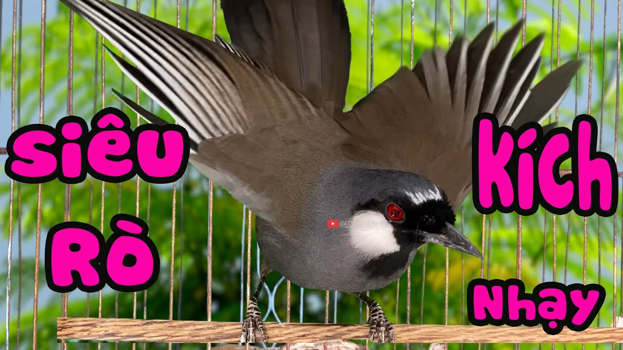 💥KHƯỚU MÁI RÒ SIÊU HAY [ GIỌNG SIÊU KÍCH BỔI ]. KHƯỚU MÁI RO , nghe là phải chơi G43,khướu mái hót