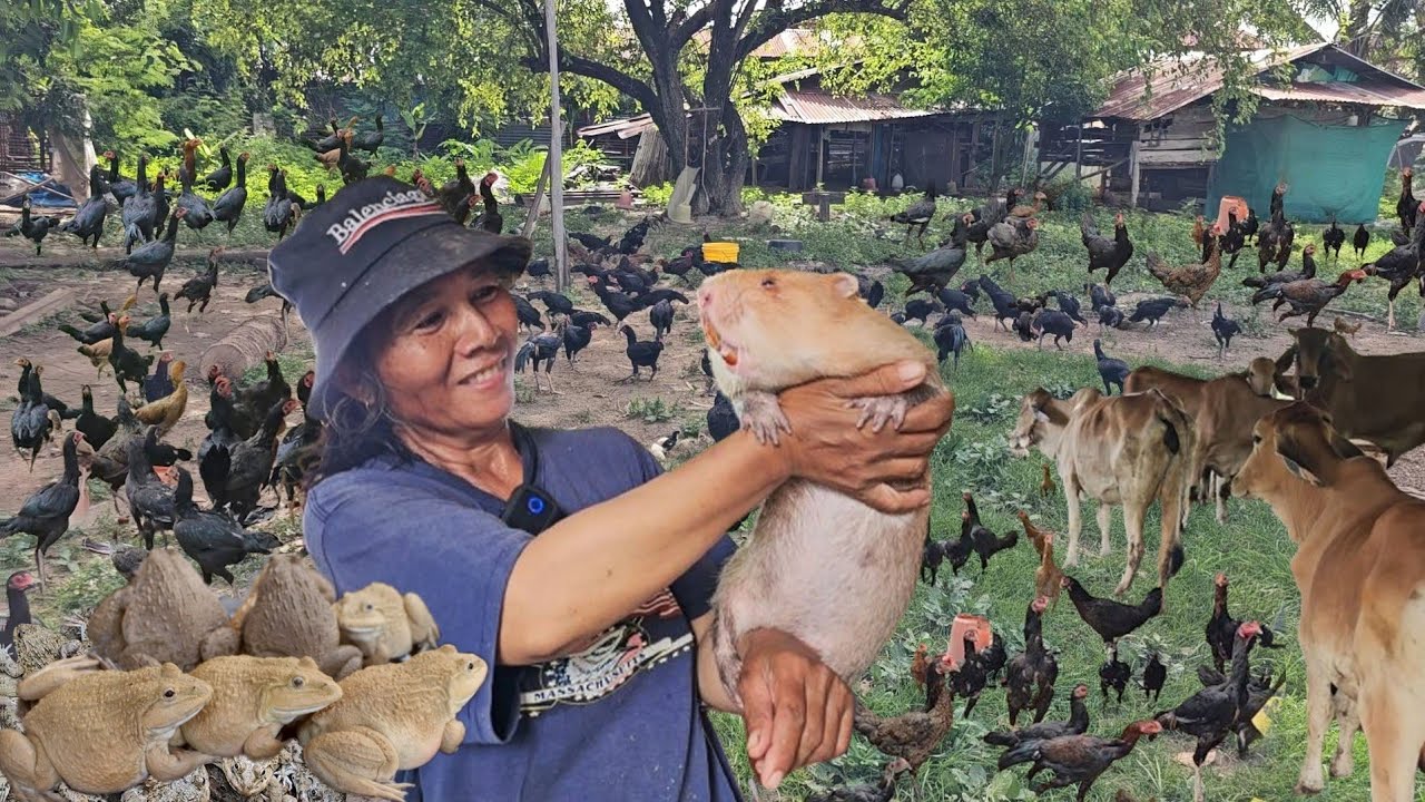 เกษตร 3อย่างสร้างรายได้ทั้งปี!! ไก่บ้านเต็มนาปลาเต็มหนอง ต้นทุนต่ำไม่ต้องทำโรงเรือน