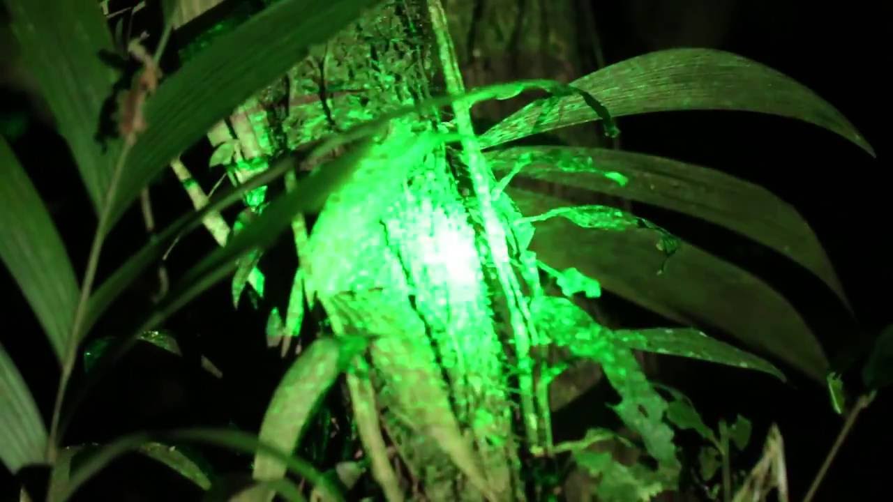 Laser Through Transparent Butterfly Wing
