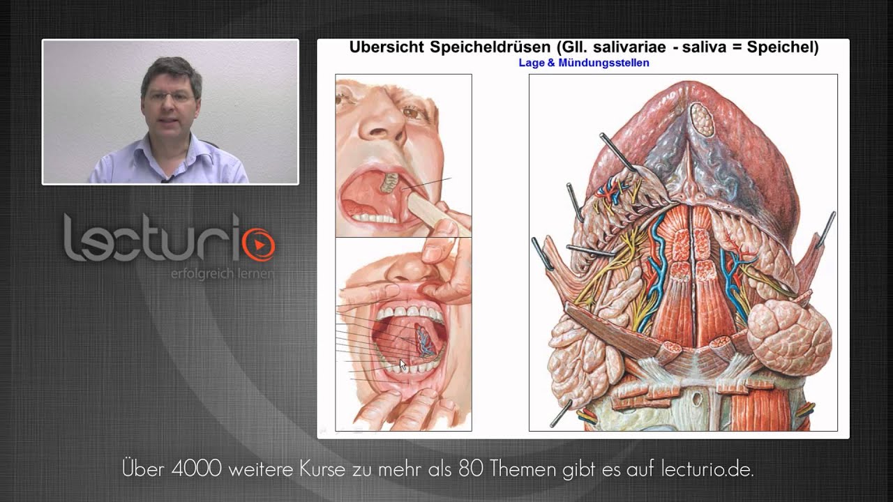 Die Mundhöhle: Speicheldrüsen, Zunge und Zähne | Dr. Steffen-Boris Wirth bei Lecturio