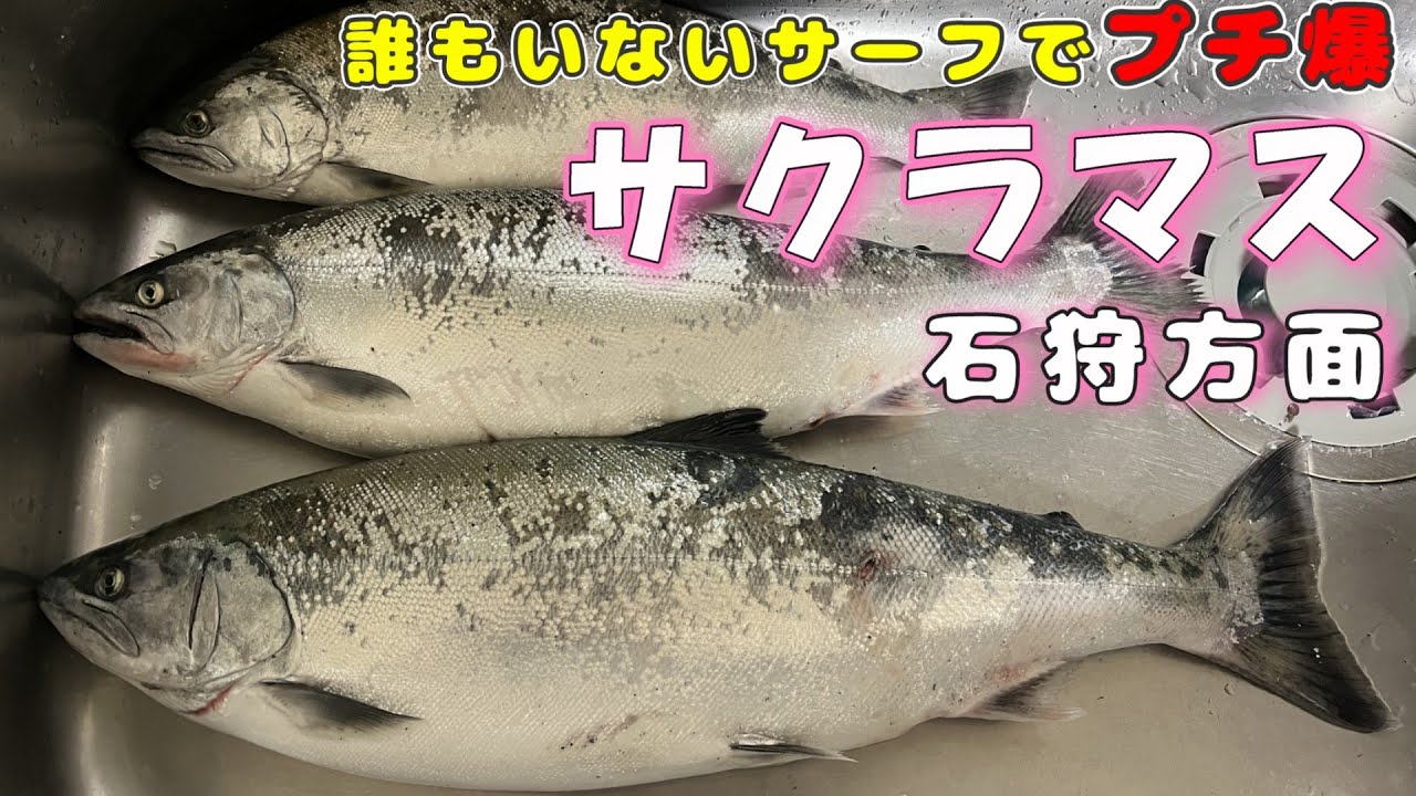 【北海道釣り】石狩方面の誰もいないサーフでサクラマス連発！【2025年5月下旬】
