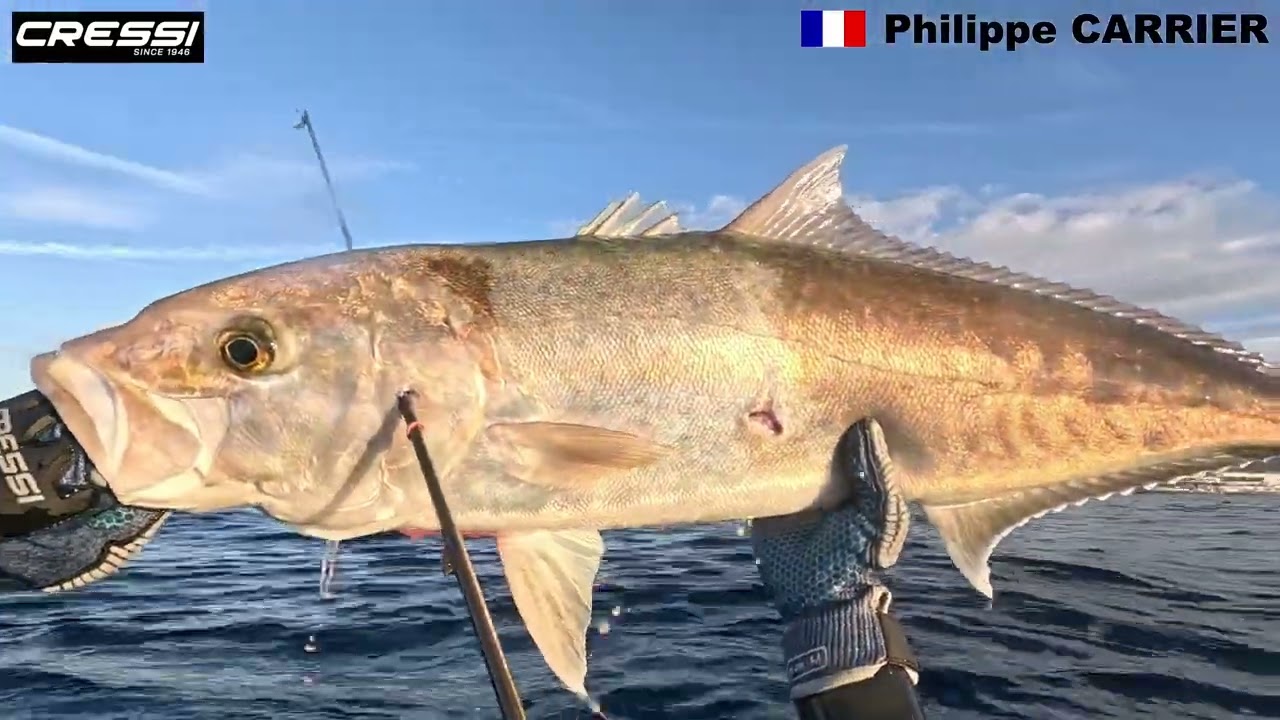 Tutto ricciola - Mediterranean spearfishing