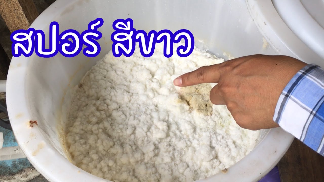 จุลินทรีย์สายพันธุ์ไทยแท้ จุลินทรีย์จาวปลวก วิธีขยายเชื้อและประโยชน์เยอะมาก | เกษตรกรชาวบ้าน