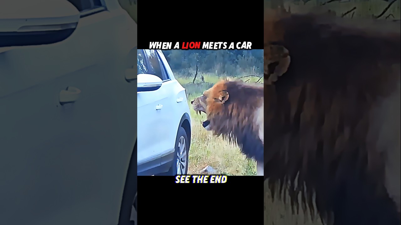 Lion Roars&hellip; But the Lioness Has a Plan 🦁👑 #trending #animals #wildlife #lion #shorts #nature
