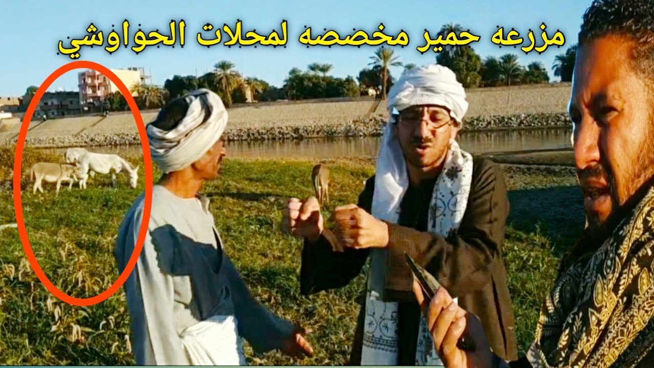 لن تصدق عيناك مزرعه حمير مخصصه للحواوشي/عم شوقي وأبو وجيلاني /مسخره