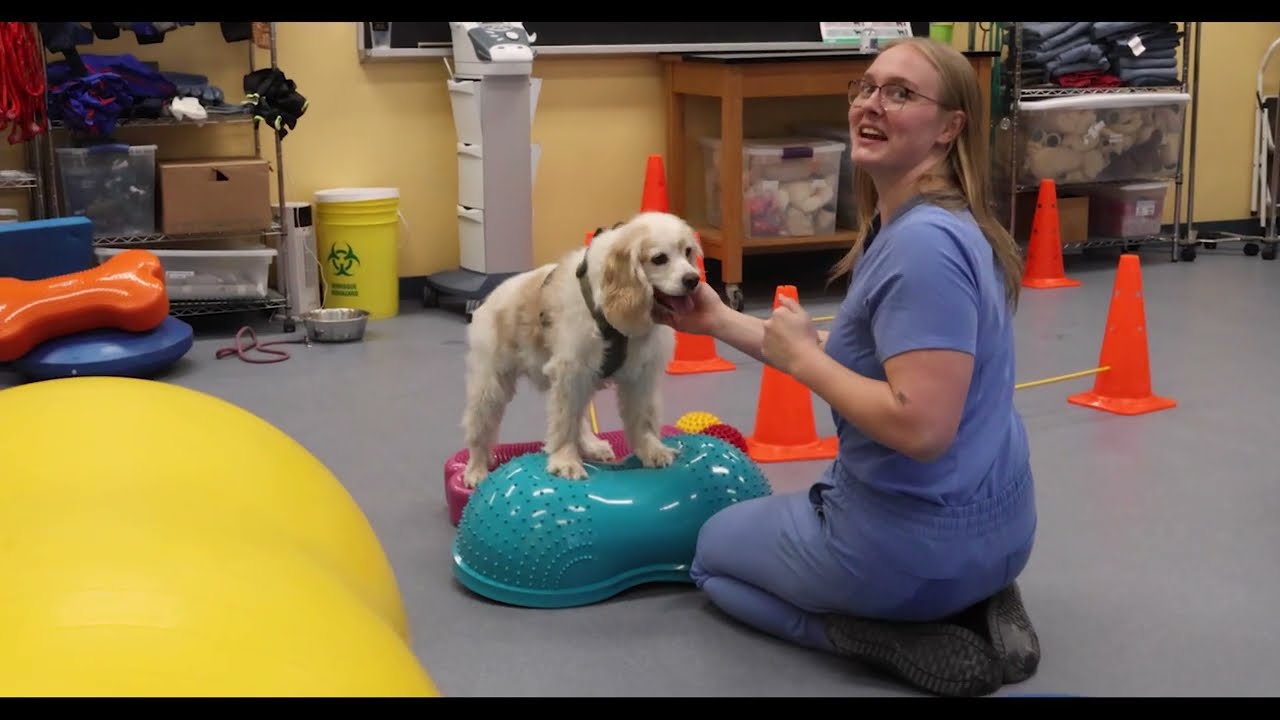 Companion Animal Physical Rehabilitation Graduate Veterinary Sciences Program at Haileybury Campus