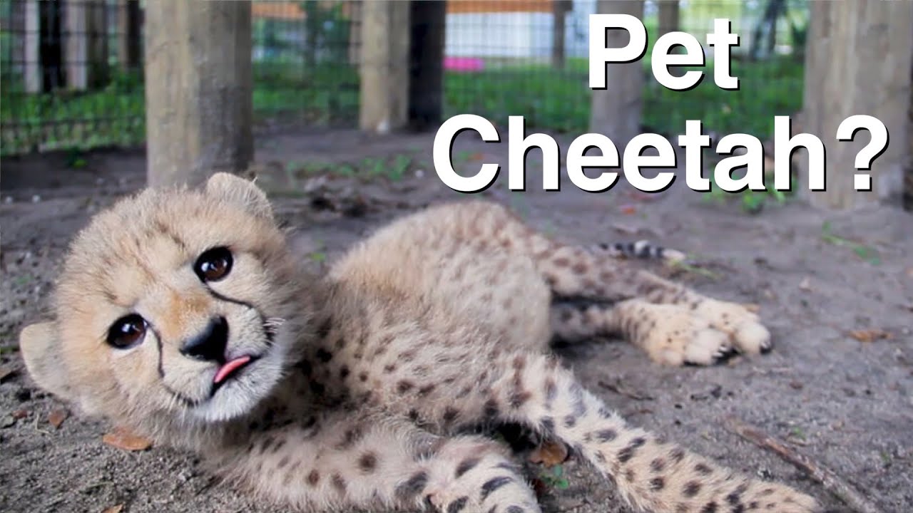 Can You Have a Pet Cheetah?