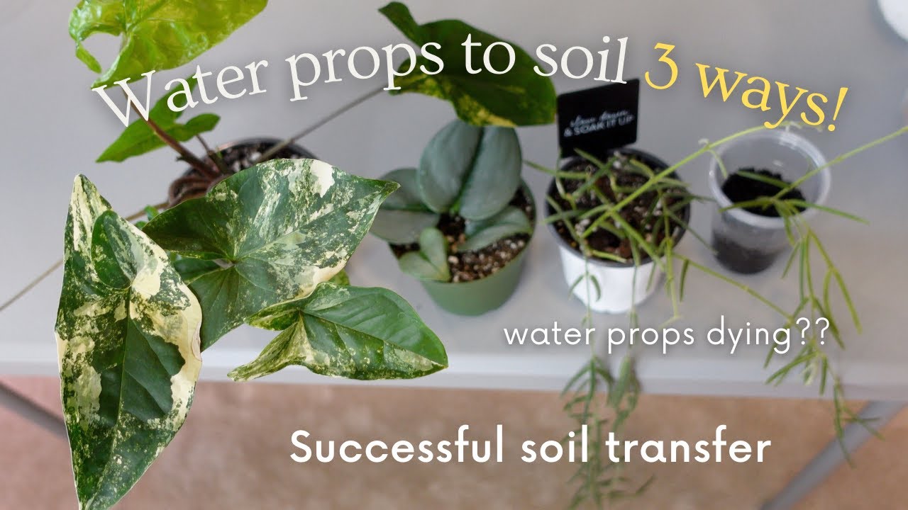 How to transfer WATER propagations to SOIL successfully 3 different ways! | Propagating with Fluval