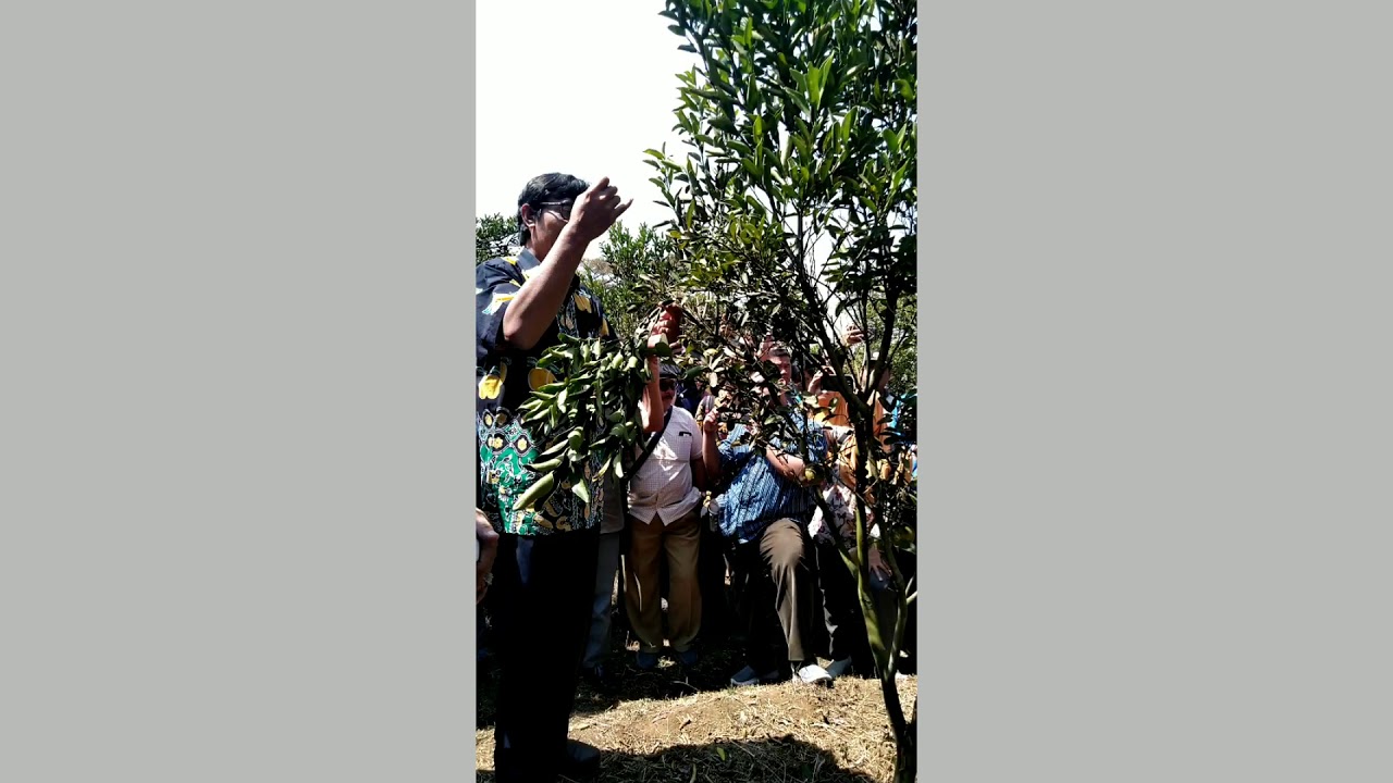 Teknik Pikung (Pijat Lengkung) Tanaman Jeruk, Balitjestro Indonesia, Smart City Kota Batu