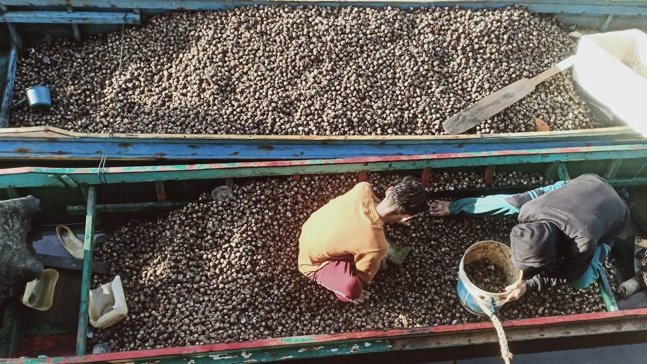 MERAUP UNTUNG BESAR TANPA RESIKO INVESTASI  BUDIDAYA KERANG DARA