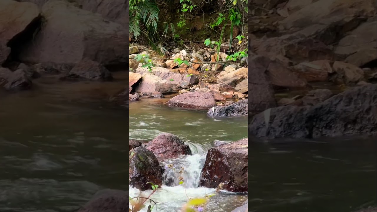 Peaceful Forest Stream 🌿 Gentle Water Flow in the Wild