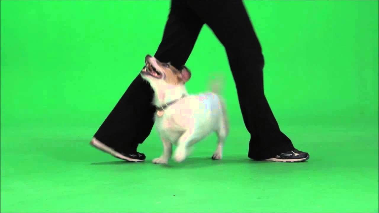 35 Amazing Cute Dog Tricks performed by Jesse