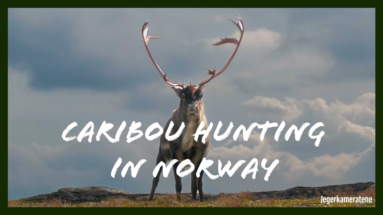 Villreinjakt i Forollhogna | Caribou hunting in Norway