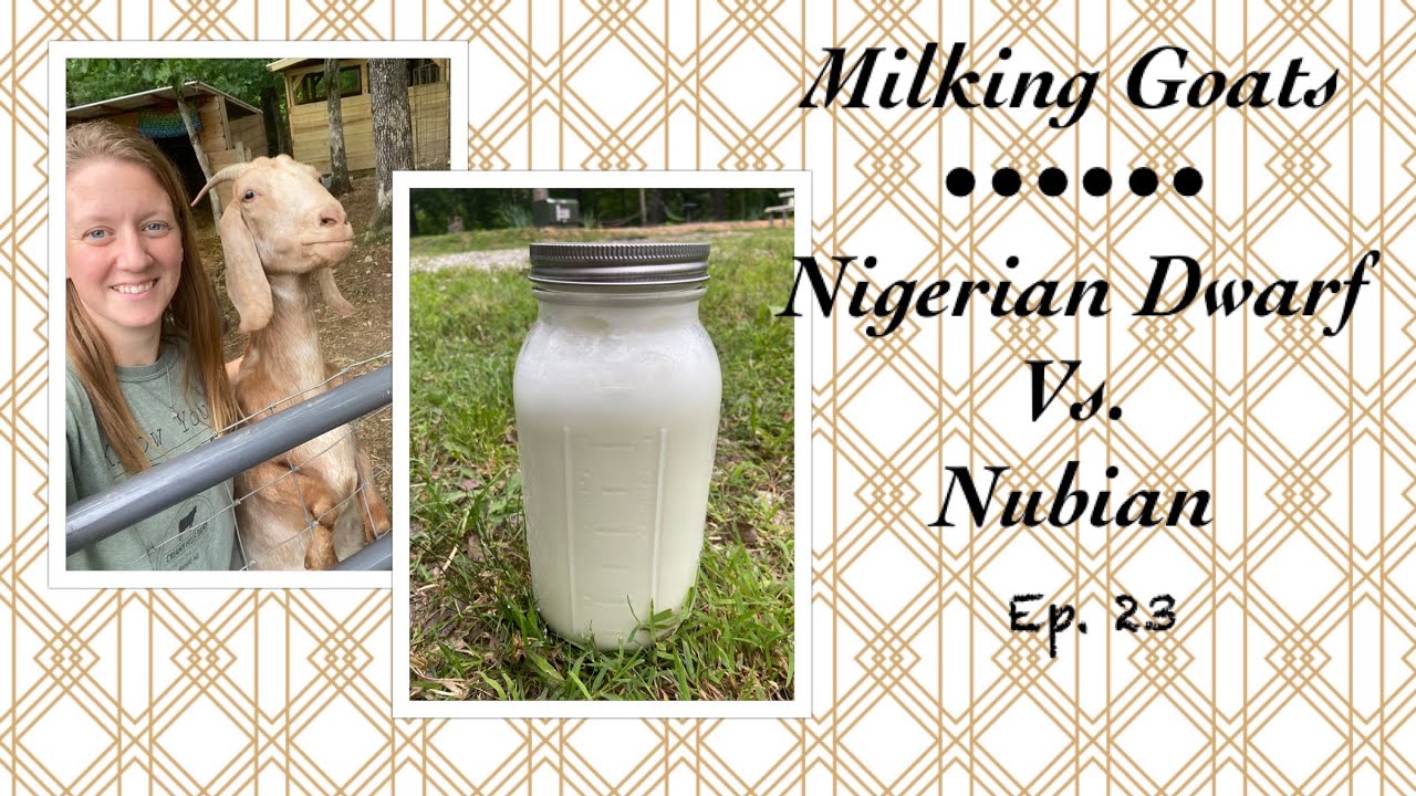 Ep. 23 ~ Milking Goats • Nigerian Dwarf vs. Nubian