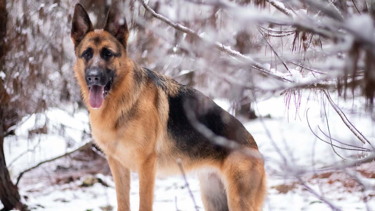 German Shepherd snow trip | Day in the life of a German Shepherd