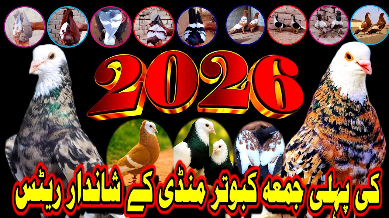2026 First Friday Pigeon Market Amazing Rates Updates | Amazing ColorFull Pigeons Collection Market 