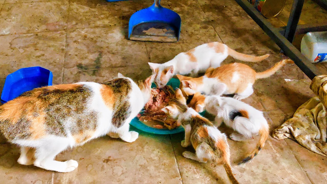 Healthy King Salmon Treat for My Cute Cat! ✨