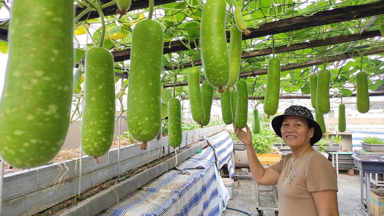 Hướng dẫn cắt ngọn Bầu ở lá thứ 8 , Bầu ra trái muốn sập giàn ( phần 2 ) Khoa Hien 457