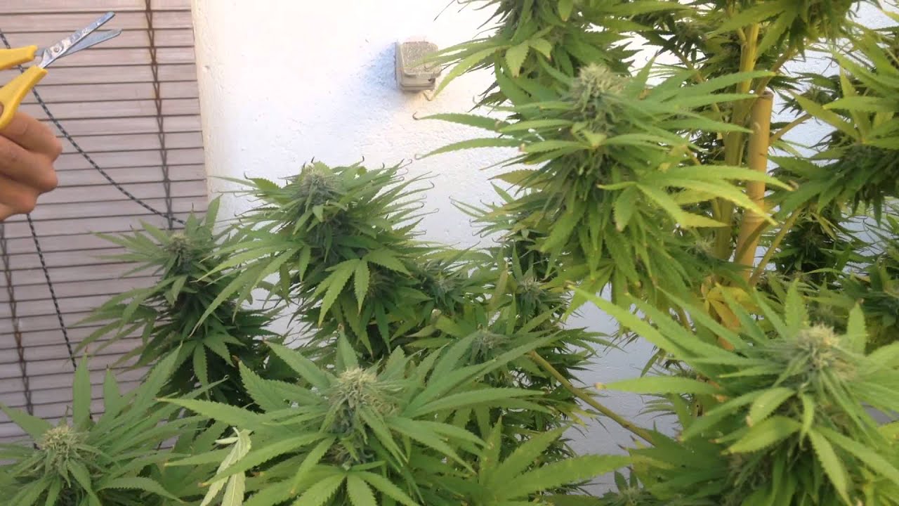 Final cut of The leaves before harvest samurai weed tip