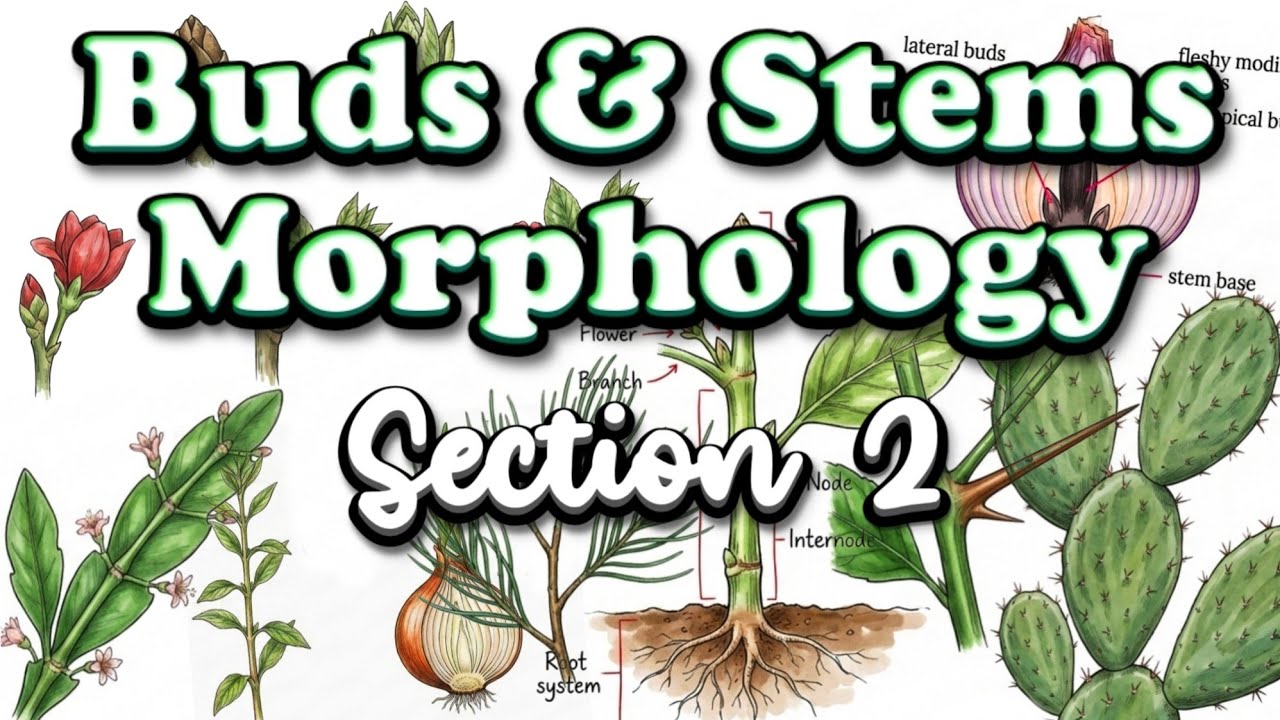 Shoot System Morphology • Practical Morphology sec 2