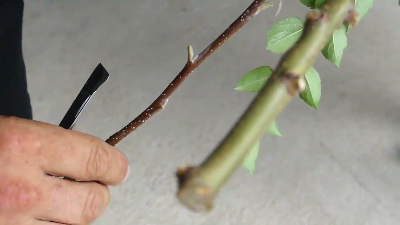 Poletno cepljenje sadnih dreves  ploščičasta okulacija