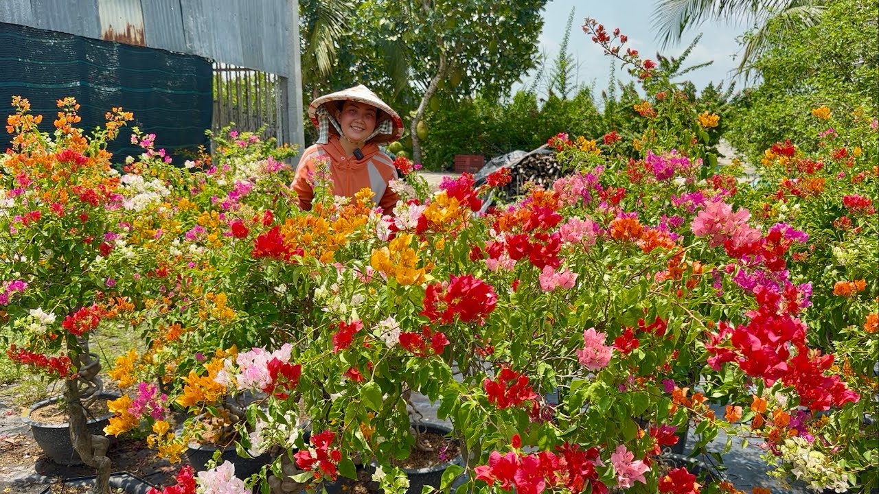 Hoa giấy đa sắc màu nhiều loại, dáng cây bonsai lùn lực giao lưu toàn quốc ☎0945.680.730 Dương