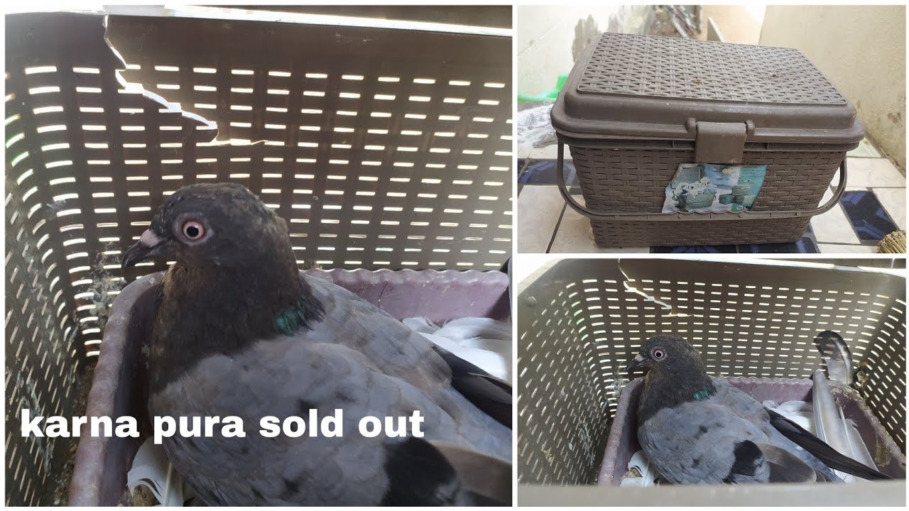 my karna pigeon sold out | sha pigeon and rabbits | sha pet world