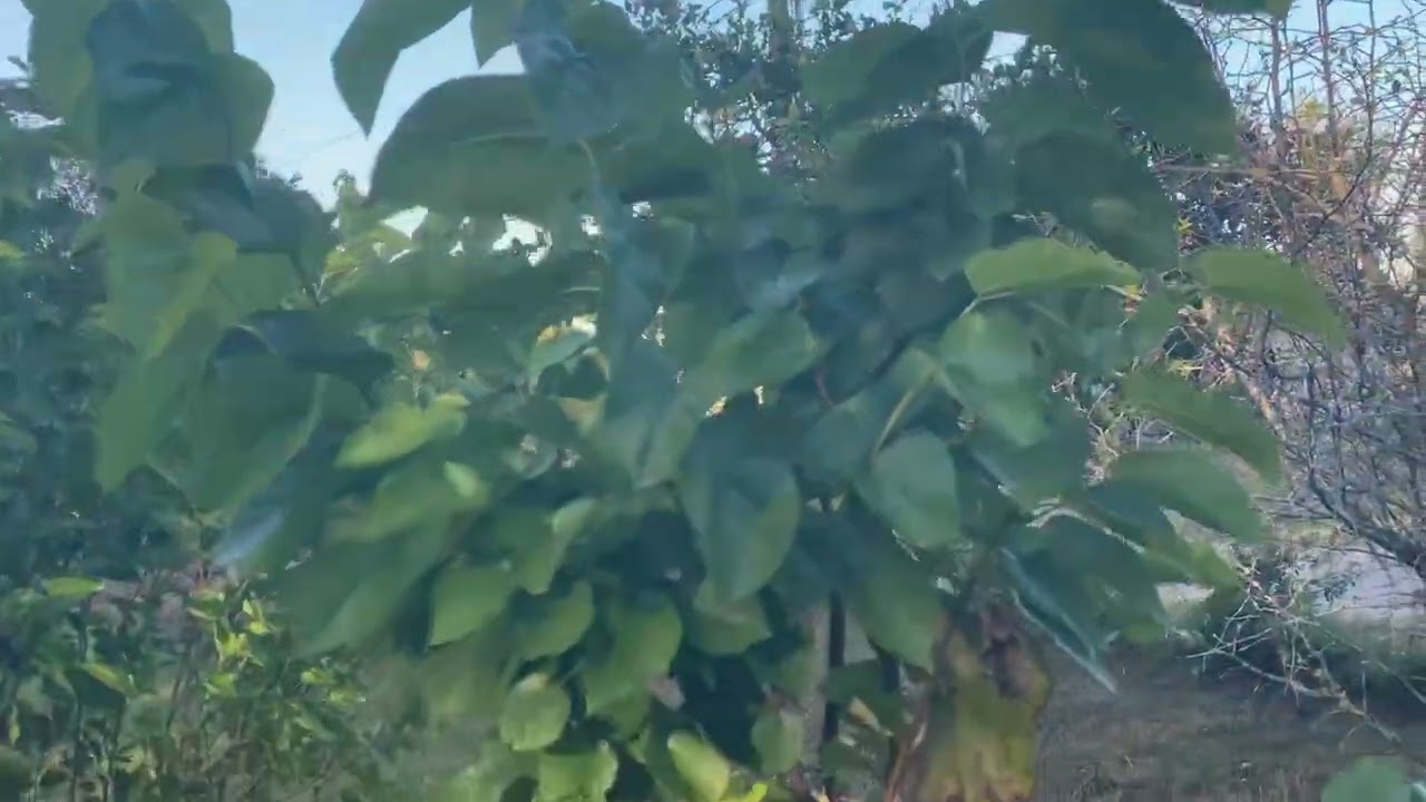 Sugar Belle Orange tree and Mulberries fruiting. 12-1-24 central Florida zone 9B
