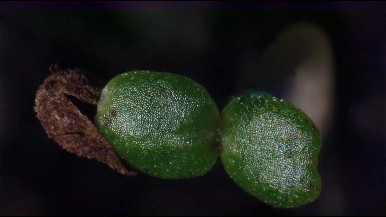 Elegant clarkia seed germination time lapse in soil