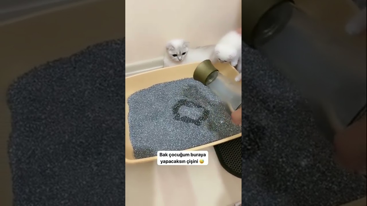 Yavru kedilere kum yeri &ouml;ğretiyoruz 😅😅