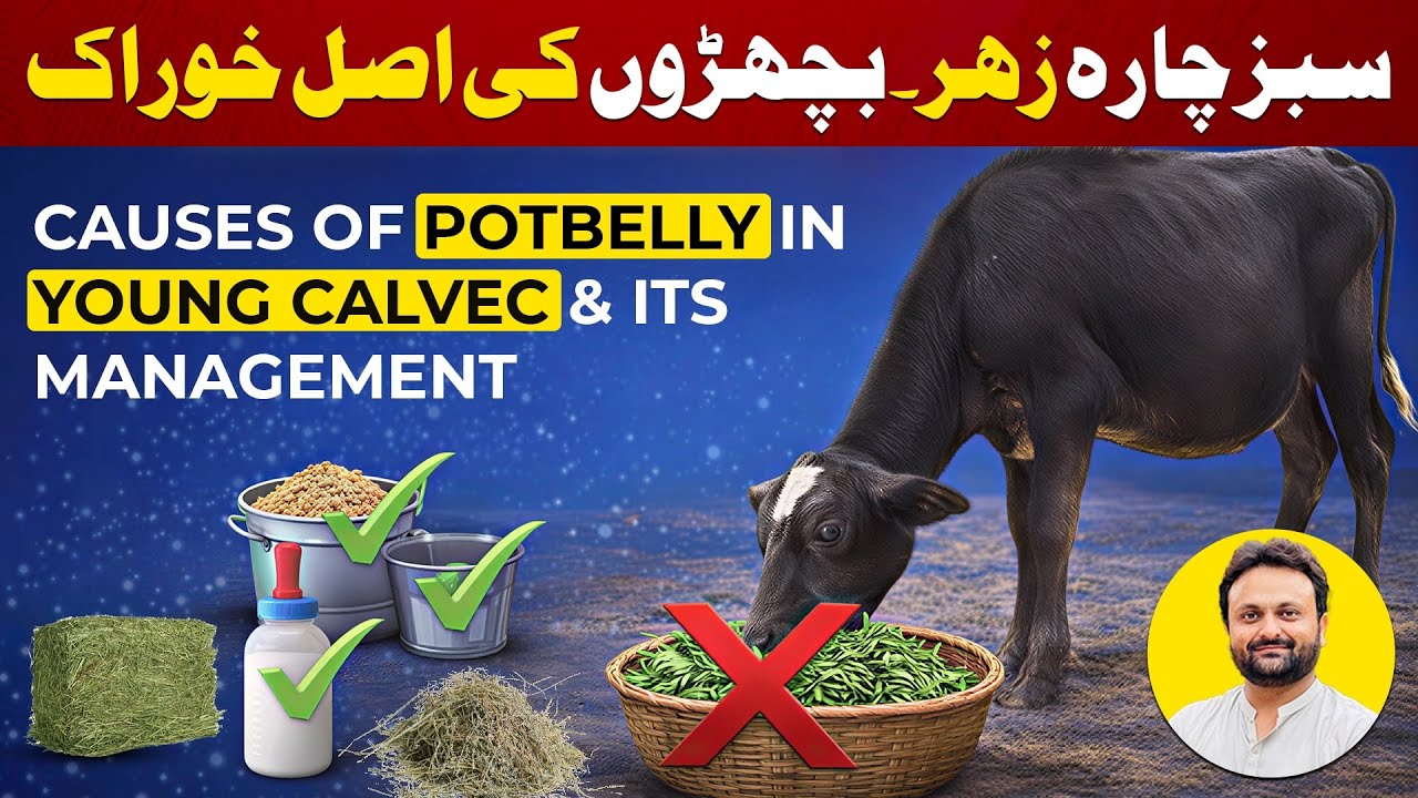 Potbelly in Calves and Its Management | Bachron Ka Pait Bhara Kyun Ho Jata Hai | Calf Weaning Tips