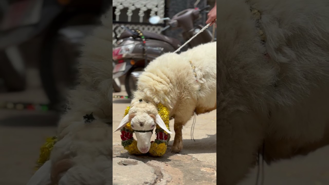 Bannur sheep for sale bakraeid 25