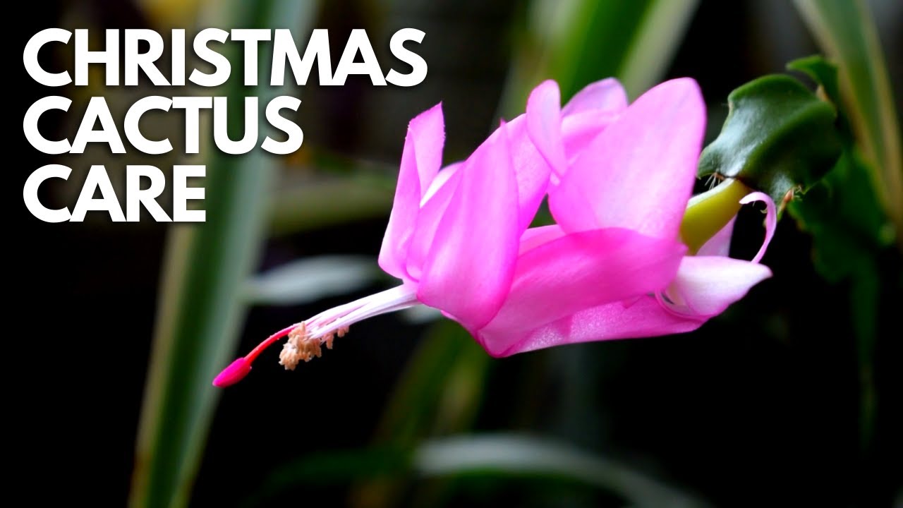 Christmas Cactus Care | Complete Guide To Flowering, Prop, Watering And More | Balconia Garden