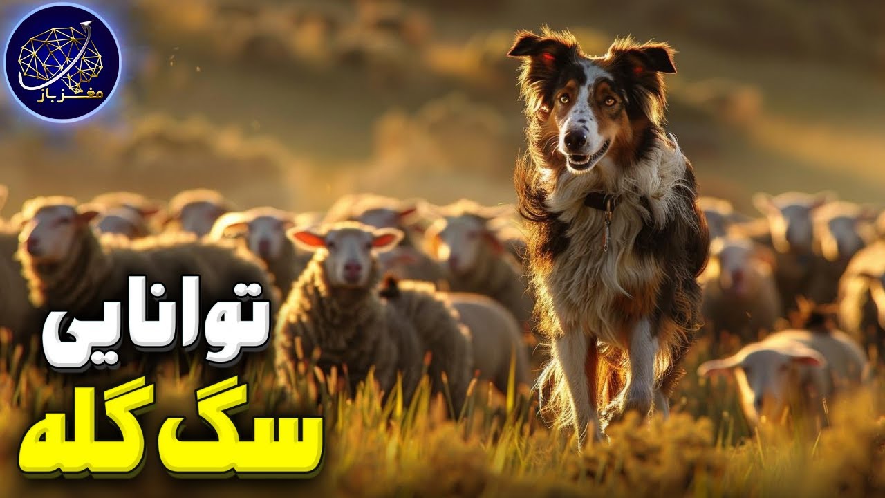 توانایی و مهارت سگ های گله حیرت کننده است!