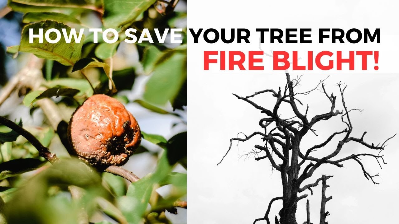 A Surprising Way to Stop FIRE BLIGHT!