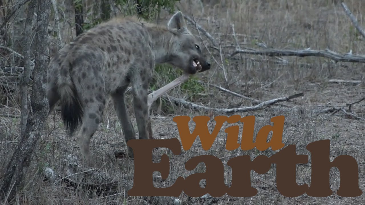 *WARNING GRAPHIC CONTENT* Djuma Clan Dispatches Baby Duiker