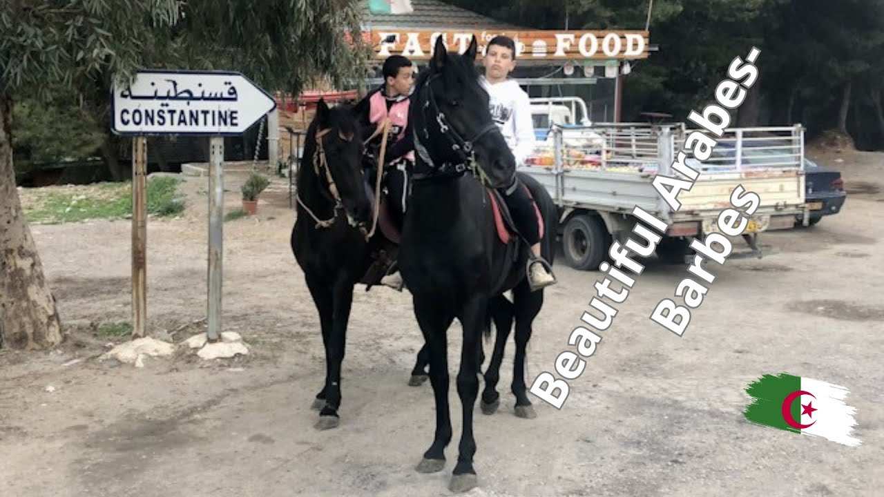 Une Journée Équestre en Algérie : À la Rencontre des Chevaux Barbes et Pur-Sang Arabes