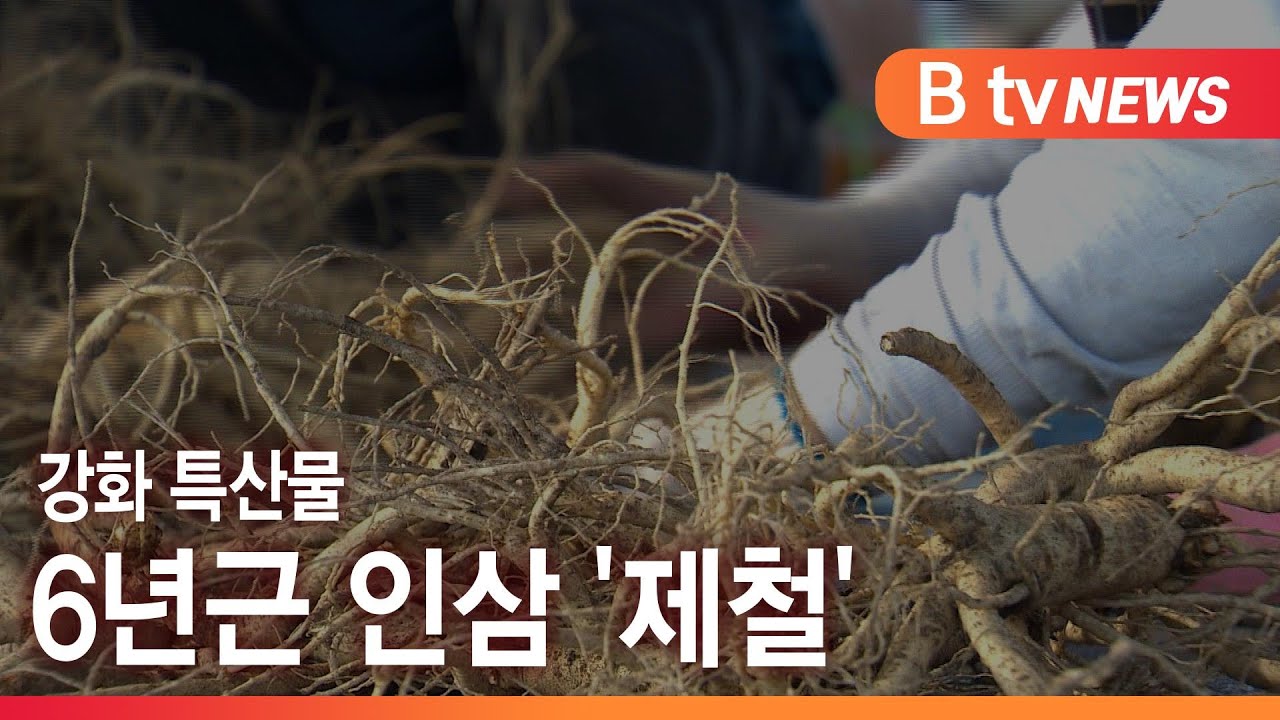 6년 만에 땅 위로&hellip; 강화 특산물 인삼 '제철'