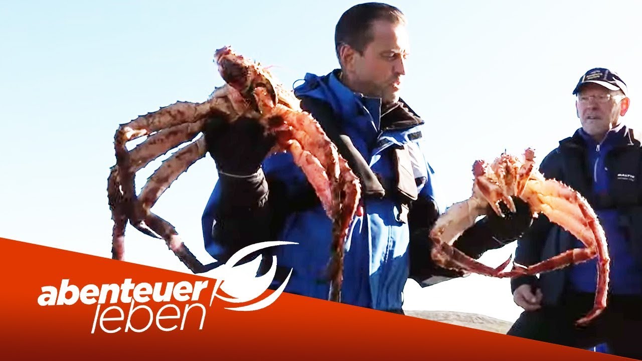 Seafood - XXL: Die Königskrabbe aus Norwegen | Abenteuer Leben | Kabel Eins