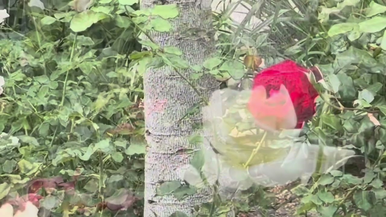 Từ Khi Vắng Anh || St: Thanh Sơn & Dạ Cầm || Cover: Hạnh Duyên 