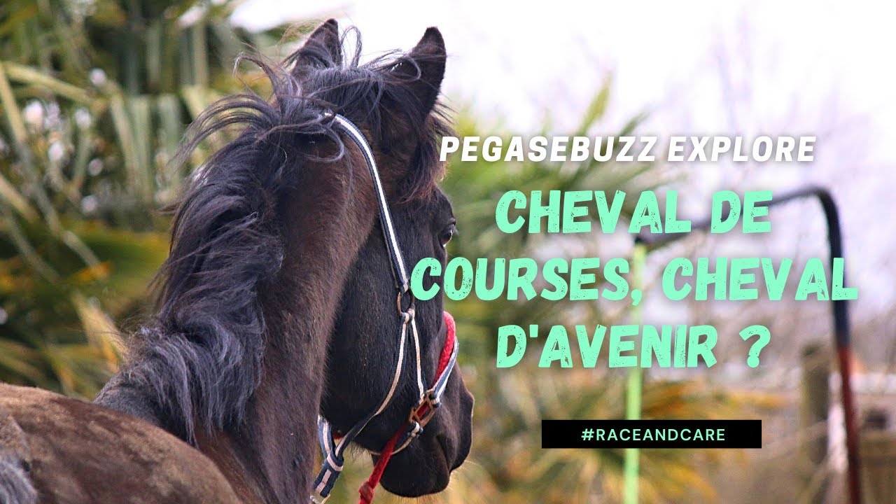 Chevaux en reconversion : nouvelle vie après les courses | PegaseBuzz