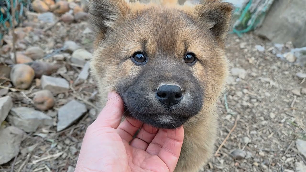 종견감 황구^^Korean Jindo Dog. 
