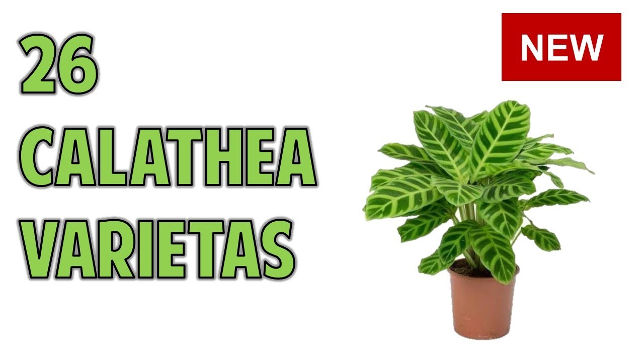 CALATHEA VARIETIES WITH NAMES - CALATHEA SPECIES